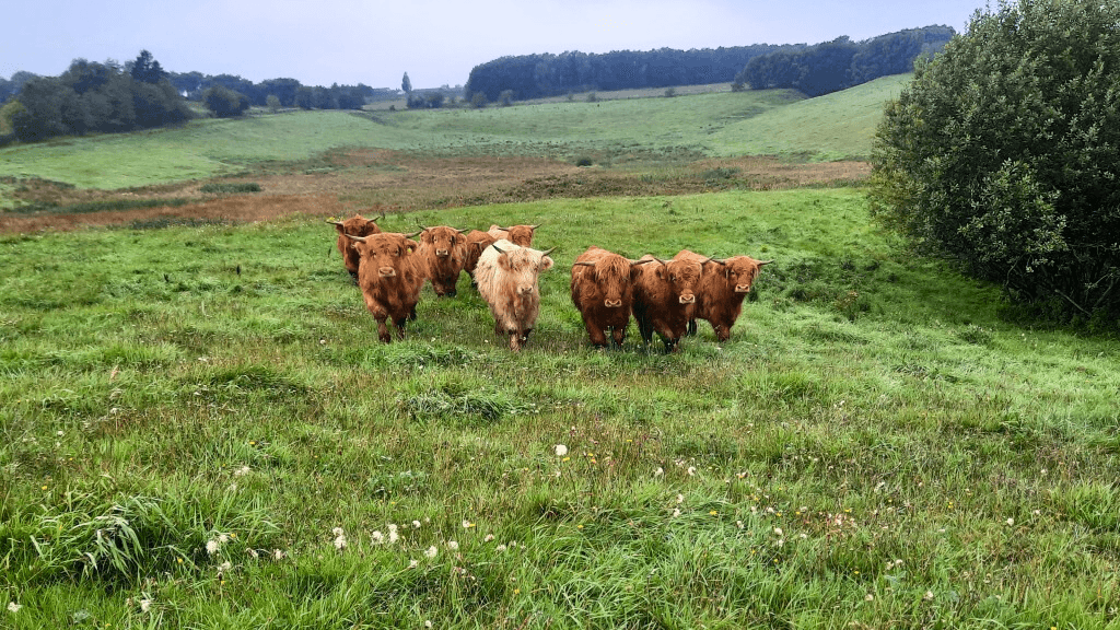 Scottish Highland Cattle, Dybvad Mølle