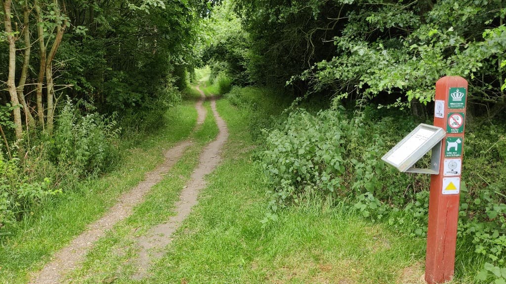 Lyreskoven Dog forest