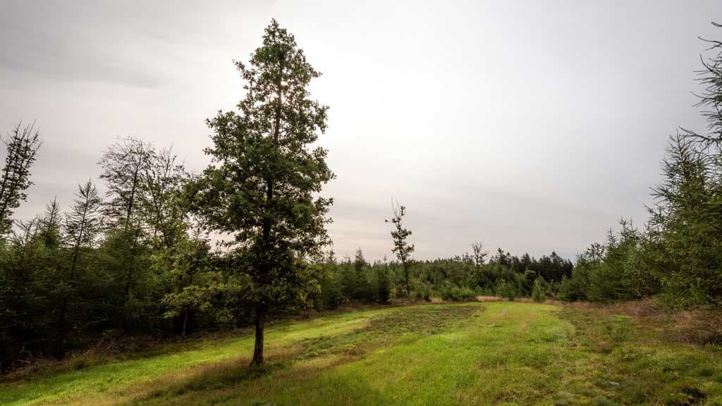 Studefold syd for Nr. Snede (Steer fold)